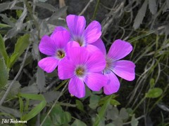 Oxalis arenaria