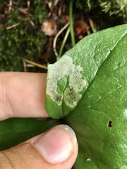 Liriomyza orilliensis