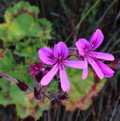 Pelargonium tabulare
