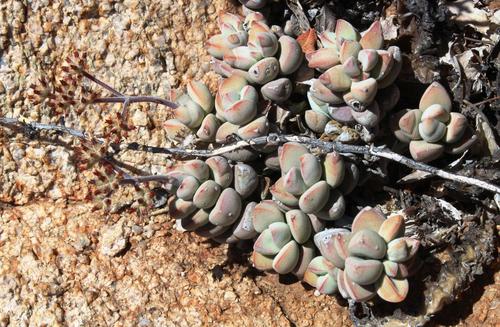 Crassula sericea