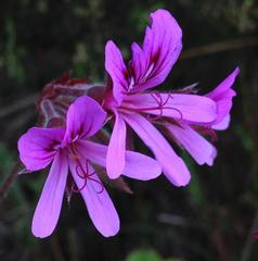 Pelargonium tabulare