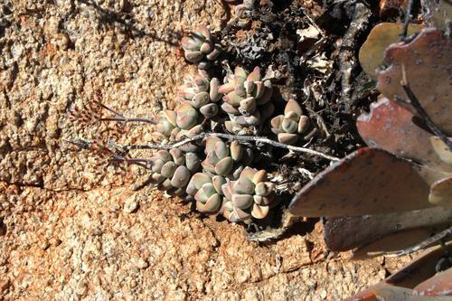 Crassula sericea