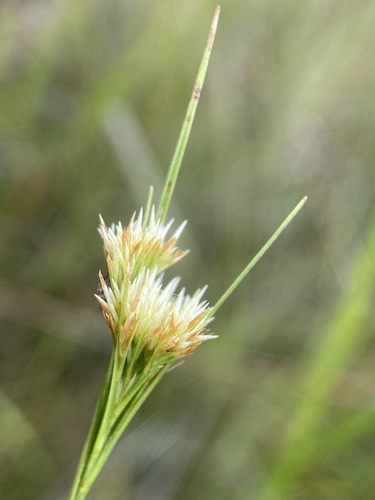 Image of Rhynchospora macra by (c) Matt Berger, some rights reserved (CC BY)