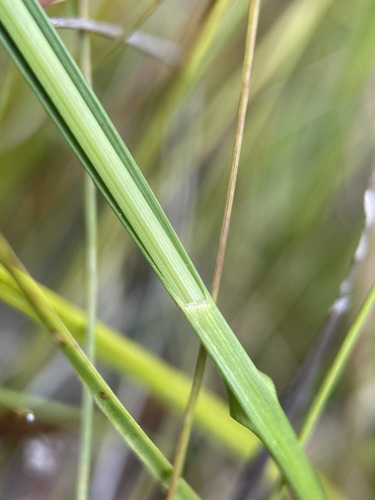 Image of Rhynchospora macra by (c) Matt Berger, some rights reserved (CC BY)