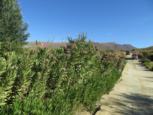 Nerium oleander