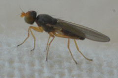 Anthomyzidae