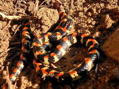 Homoroselaps lacteus