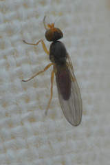Anthomyzidae