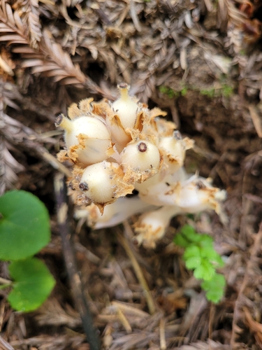 Image of Pityopus californicus by (c) Mandy Hackney, some rights reserved (CC BY)