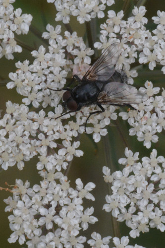 Morellia aenescens