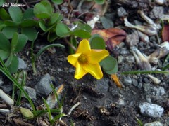 Oxalis perdicaria