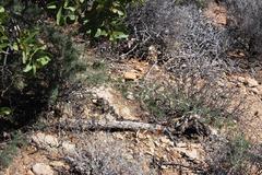 Asparagus capensis capensis