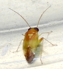 Dagbertus