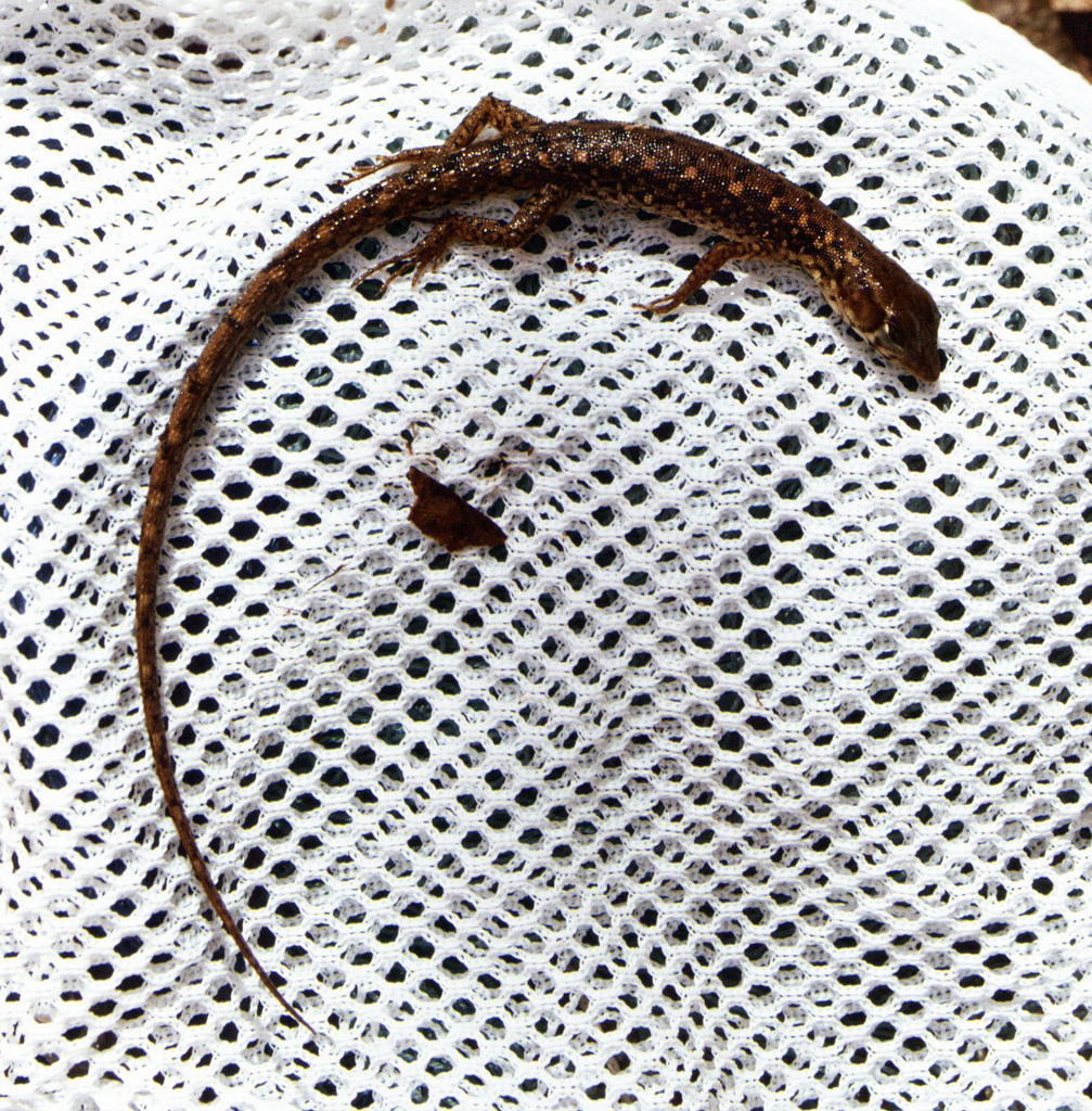 Medem's Neusticurus