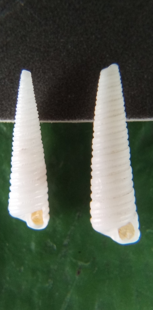 Cingulina spina