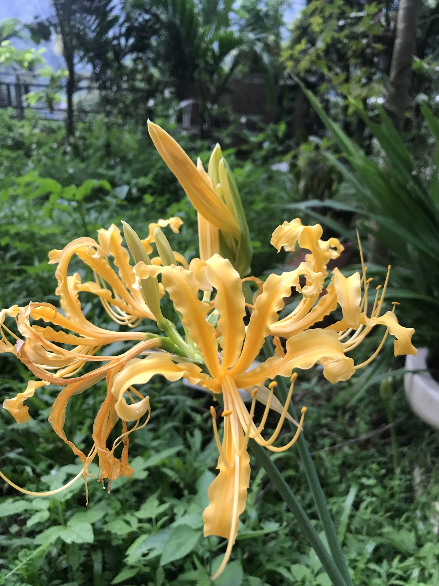 hurricane lilies (Genus Lycoris) · iNaturalist