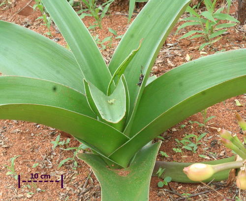 Crinum image