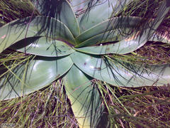 Ammocharis longifolia