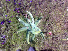 Ammocharis longifolia