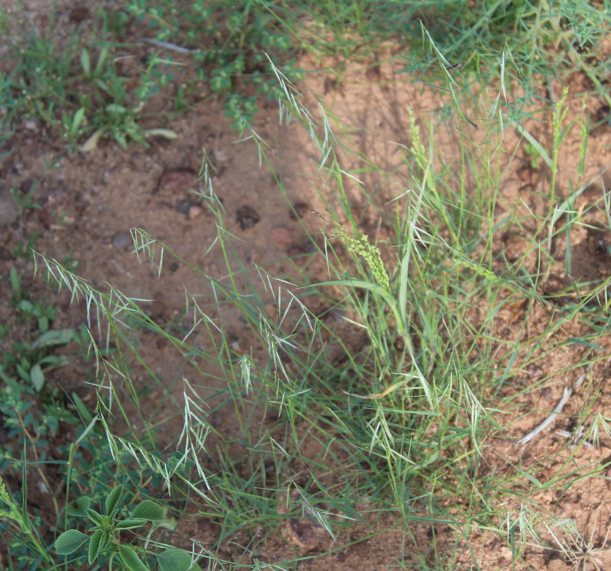 Bouteloua triaena