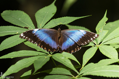 Morpho helenor achillaena