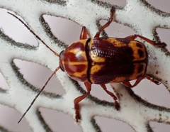 Cryptocephalus castaneus