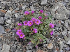 Oxalis squamata