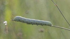 Proserpinus terlooii