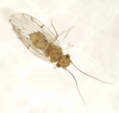 Ectopsocus briggsi
