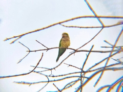 Myiopsitta monachus