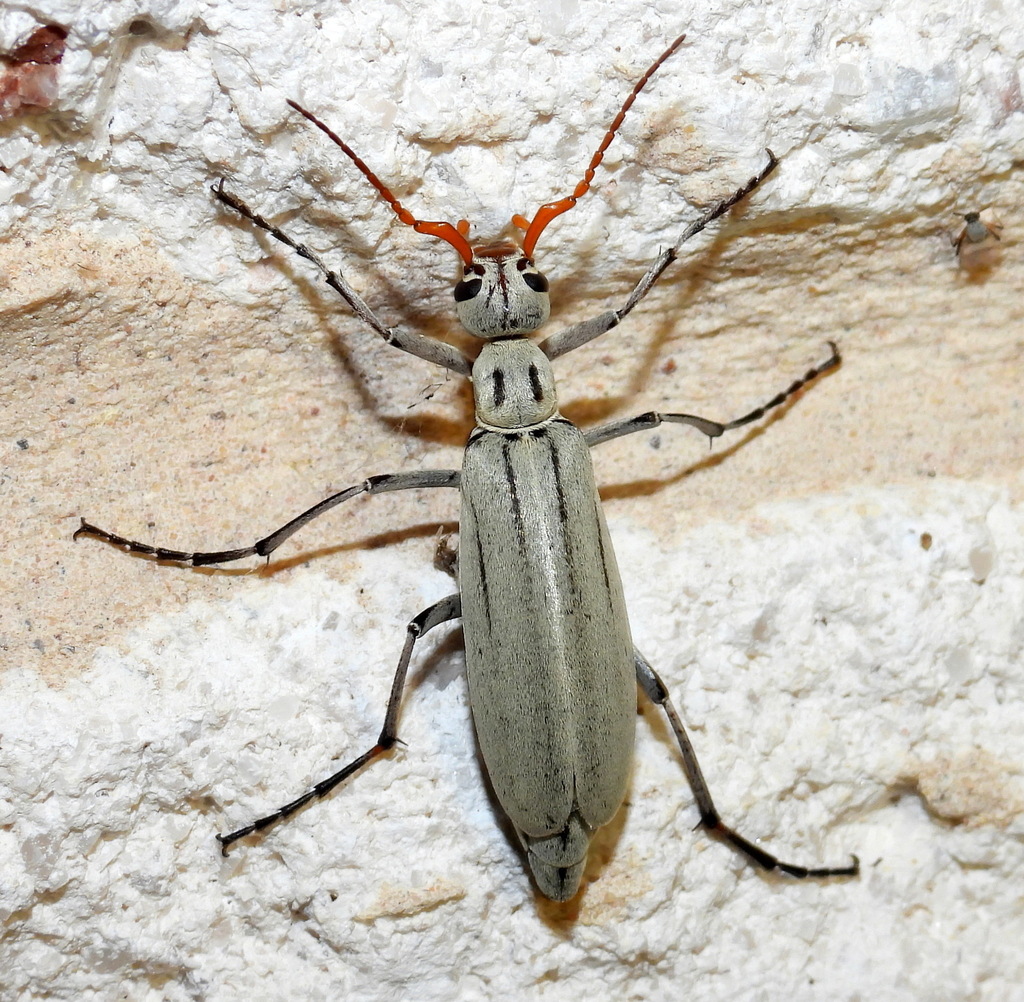 Neck-lined Blister Beetle