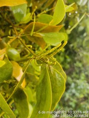 Phoradendron bathyoryctum