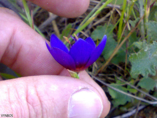Geissorhiza monanthos