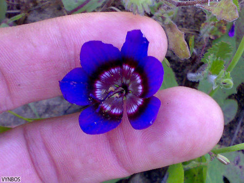 Geissorhiza monanthos