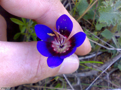 Geissorhiza monanthos