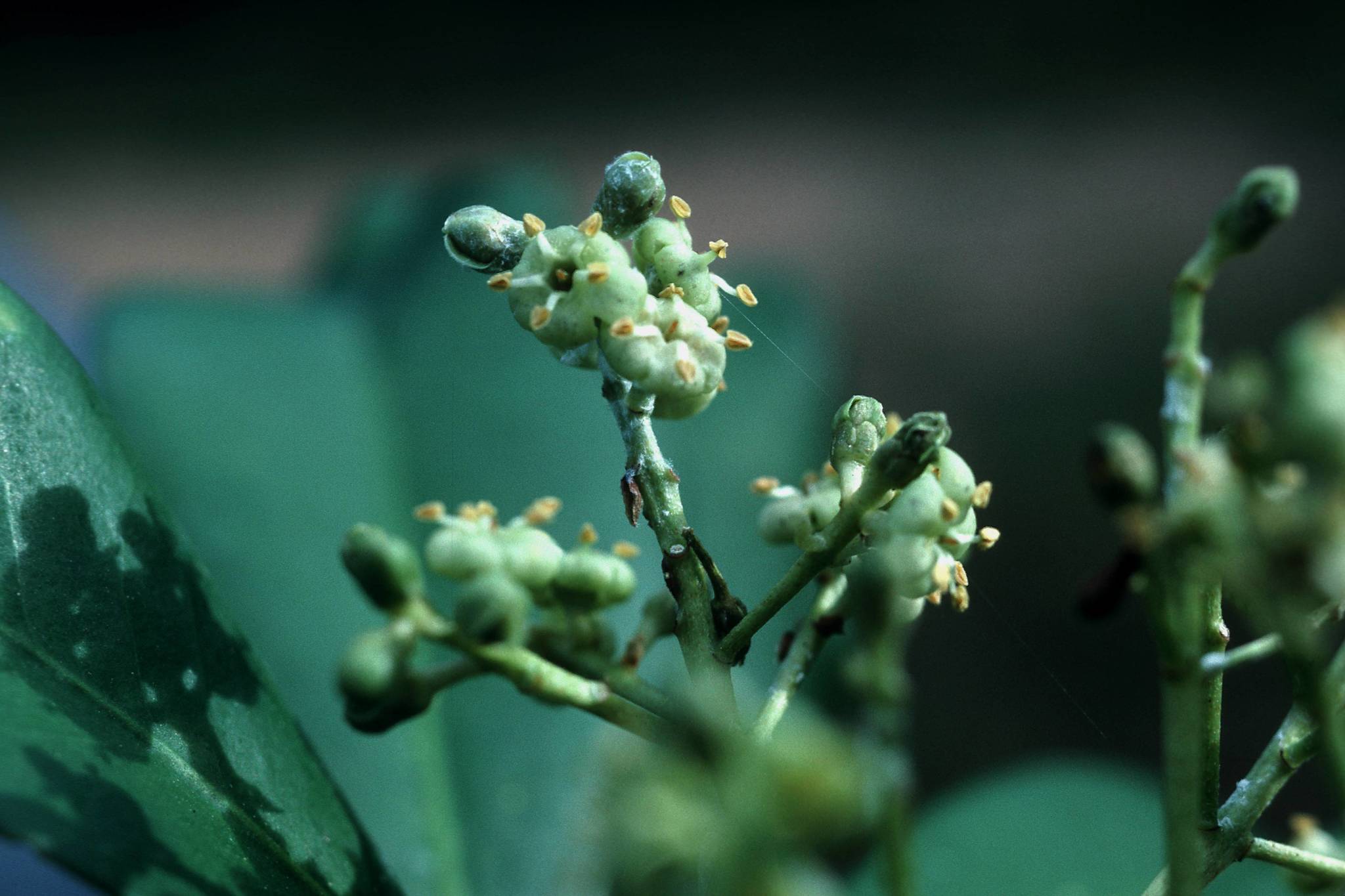 Ardisia obovata