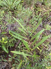 Asimina angustifolia