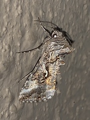 Autographa