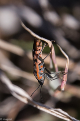 Spilostethus macilentus