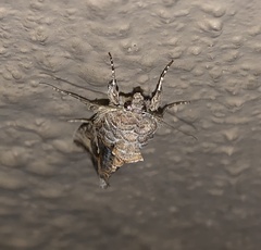 Autographa