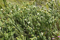 Campylostachys cernua