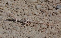 Meroles suborbitalis