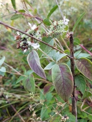 Pycnanthemum curvipes