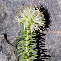 Campylostachys cernua