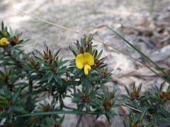 Pultenaea pedunculata