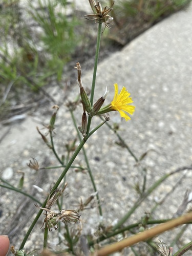 Chondrilla juncea iNat (2)