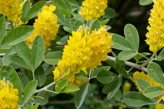 Argyrocytisus