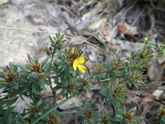 Pultenaea pedunculata