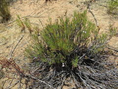 Pelargonium laevigatum oxyphyllum