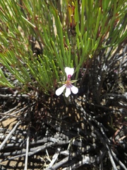 Pelargonium laevigatum oxyphyllum